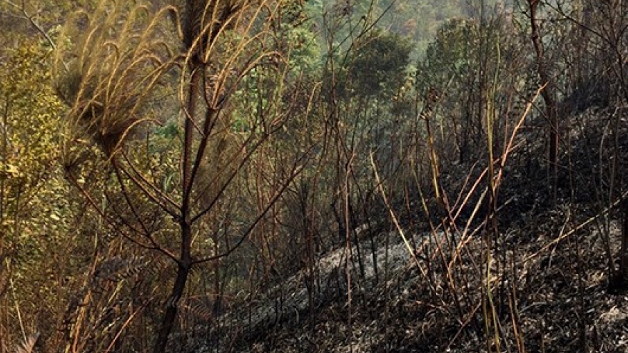 Liên tiếp xảy ra hai vụ cháy rừng ở Thuận Châu, Sơn La